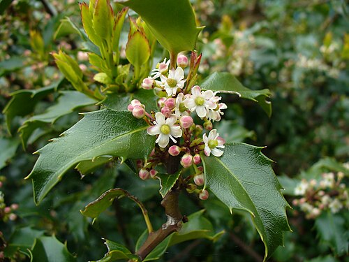 Ilex × meserveae