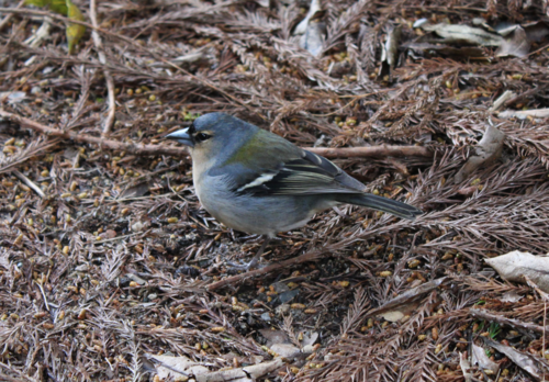 عصفور الأزور (Fringilla coelebs moreletti)