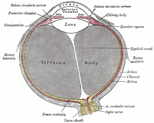 مقطع أفقي لمقلة العين.