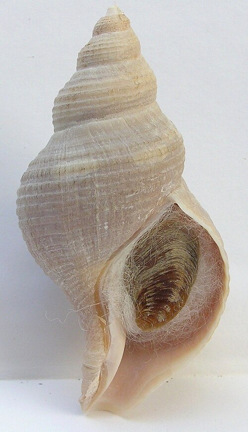 نبتونيا إيثيا (فتحة)