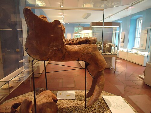 منظر جانبي للفكين السفليين لـ P. bavaricum في Naturkundemuseum Ostbayern