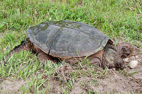 Female excavating nest