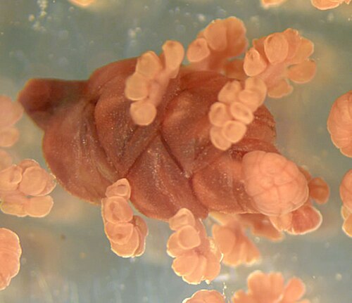 Pollen cone of Ephedra showing microsporangia
