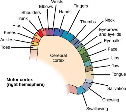 Schematic lateral view of a human brain with a labelled motor homunculus running along the precentral gyrus.