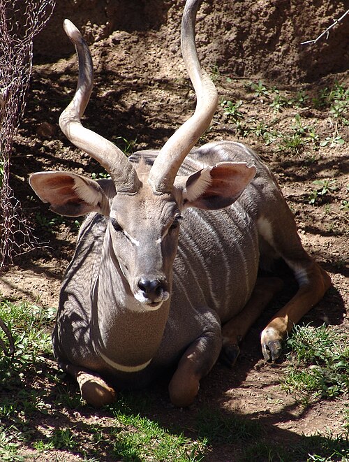 الكودو الأصغر (Tragelaphus imberbis)