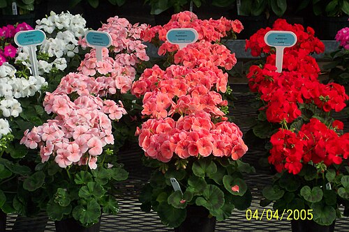 إبرة الراعي - Pelargonium x hortorum "Multibloom"