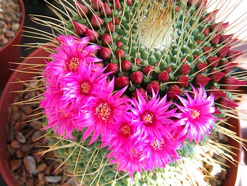 تحتوي أزهار نبات الصبار Mammillaria sp. على البيتالين.