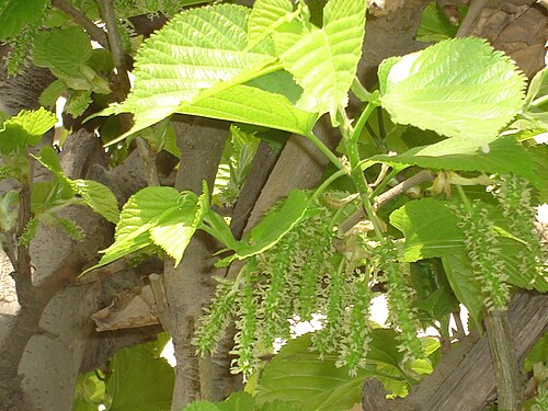 عناقيد ثمار التوت الصغيرة