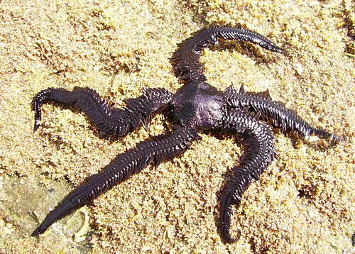 Ophiopteris antipodum، وهو Ophiopteridae