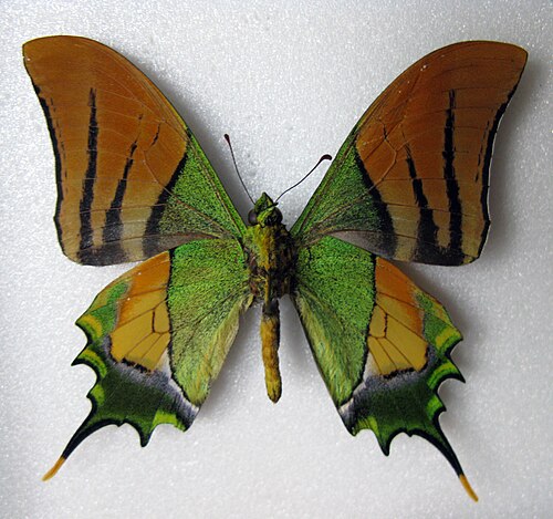 قبيلة القيصر-الهندي (Teinopalpus imperialis) تينوبالبيني