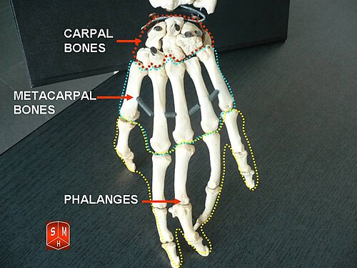 Phalanges
