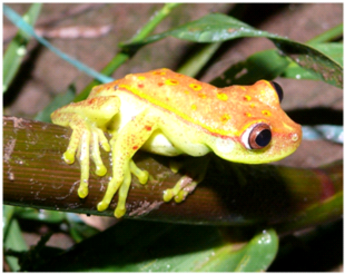 Hypsiboas punctats