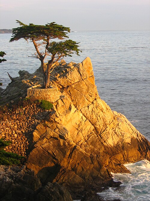 Cupressus Macrocarpa، شبه جزيرة مونتيري، كاليفورنيا