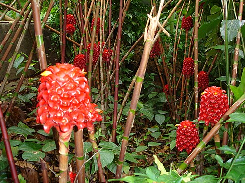 Tapeinochilos ananassae (الزنجبيل الشمعي)