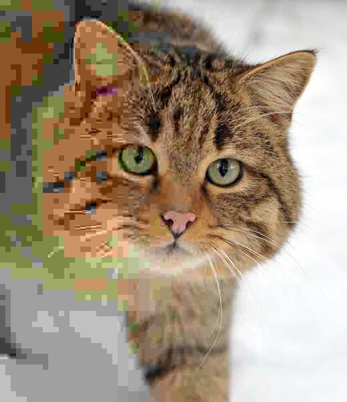 نفس الصورة مع ضغط JPEG موحد بجودة 90%