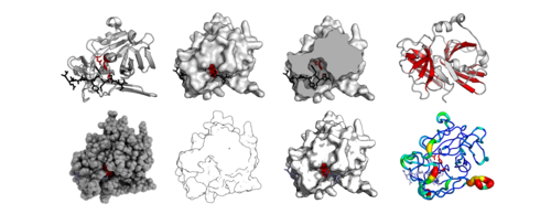 نفس بنية البروتين (بروتياز TEV - PDB: 1LVB) مُصوَّرة بأوضاع مختلفة. كرتون قياسي، سطح، مقطع عرضي للسطح، براميل مُبرزة، شبيه بـ "QuteMol"، شبيه بـ "Goodsell"، سطح لامع، ومعجون عامل b.