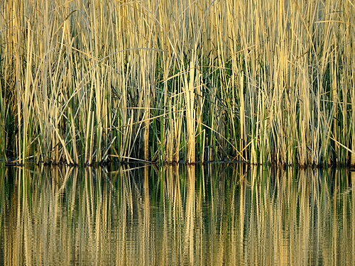 مستنقعات القصب من نوعي Phragmites australis و Carex acutiformis