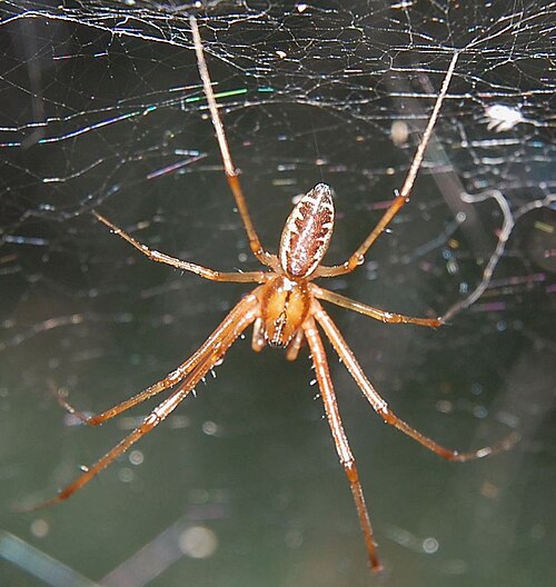 ذكر من نوع Linyphia triangularis