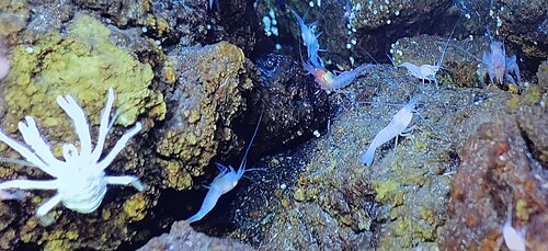 تستطيع جراد البحر القرفصاء والروبيان من فصيلة Alvinocarididae البقاء على قيد الحياة في حقل فون دام الحراري المائي من خلال تغيير التركيب الكيميائي للمياه.