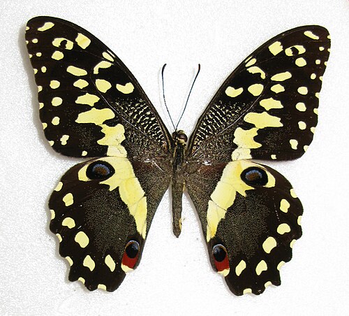 ذيل السنونو الحمضي، P. demodocus