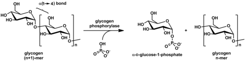 Action of glycogen phosphorylase on glycogen