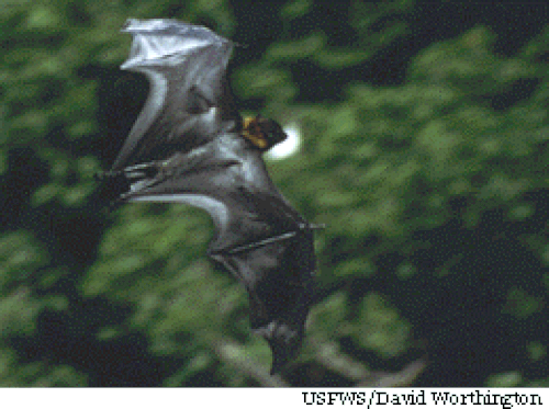 خفاش فاكهة ماريانا (Pteropus mariannus mariannus) أثناء الطيران (خدمة الأسماك والحياة البرية الأمريكية)