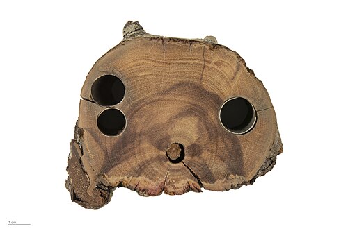 ريزوفورا مانغل - MHNT