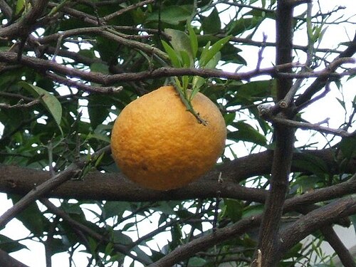 على الشجرة.
