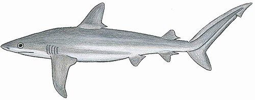 قرش الشعاب المرجانية الكاريبي (Carcharhinus perezi)