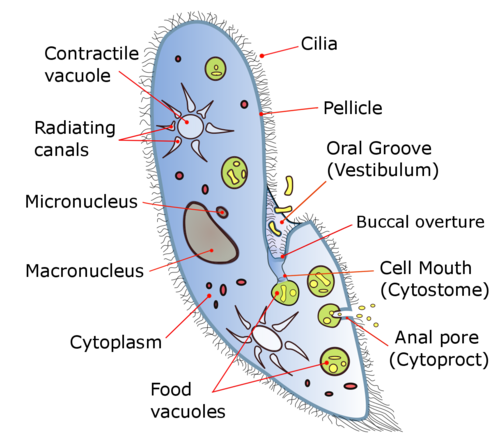 رسم تخطيطي لل Paramecium caudatum