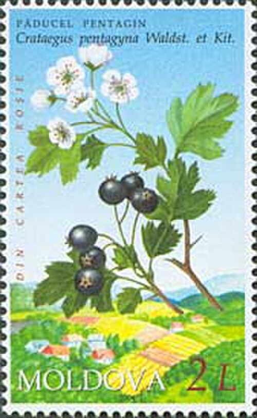 طابع بريدي لمولدوفا يظهر عليه نبات الزعرور الخماسي الأجنحة (Crataegus pentagyna).