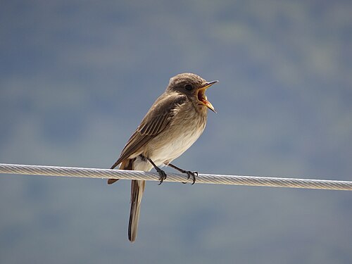 Spotted flycatcher, Lipari