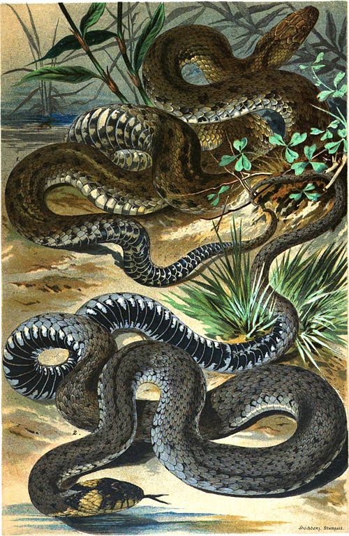 رسم توضيحي لثعبان النرد (أعلى) وثعبان العشب (Natrix natrix) بما في ذلك الجانب السفلي