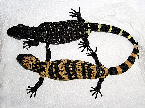 أحجام صغار H. exasperatum و H. suspectum (التحنيط)