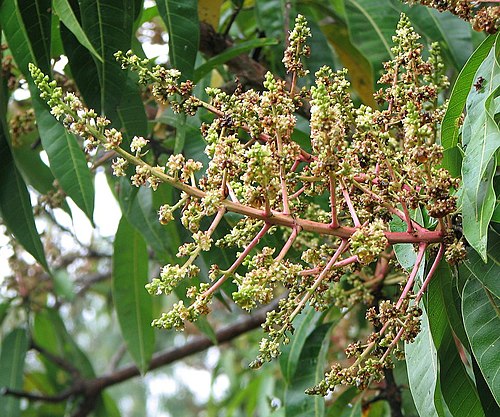 نورة المانجو (Mangifera sp.)
