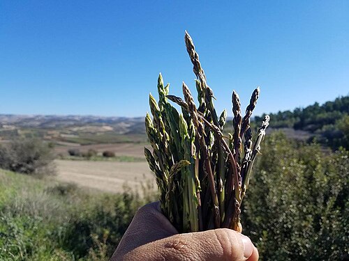 الهليون البري (Asparagus aphyllus) موطنه الأصلي بلاد الشام