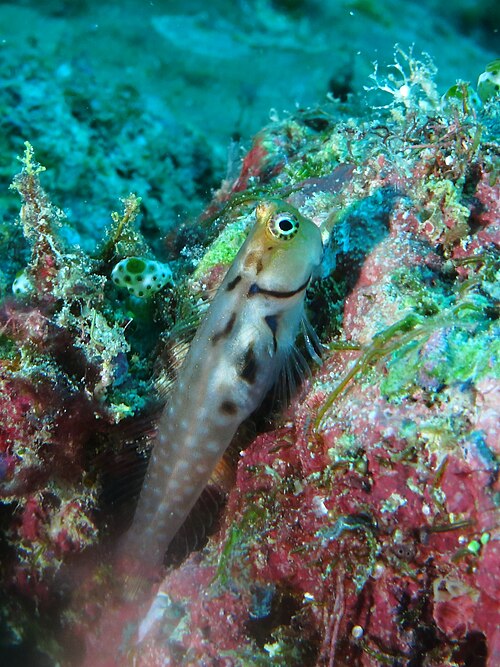 جزر المالديف بليني (Ecsenius minutus)
