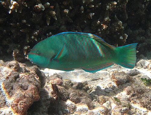 Scarus globiceps (ذكر)