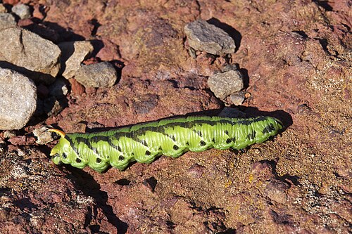 يرقة فطر Agrius convolvuli