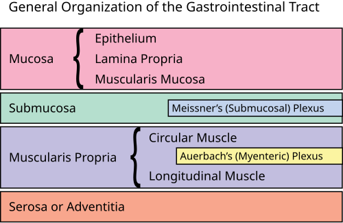 التنظيم العام للجهاز الهضمي