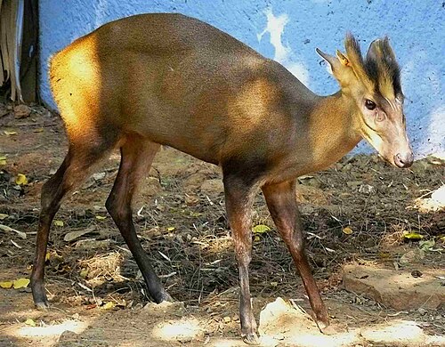 غزال أسمر اللون ينظر إلى اليمين من الجانب