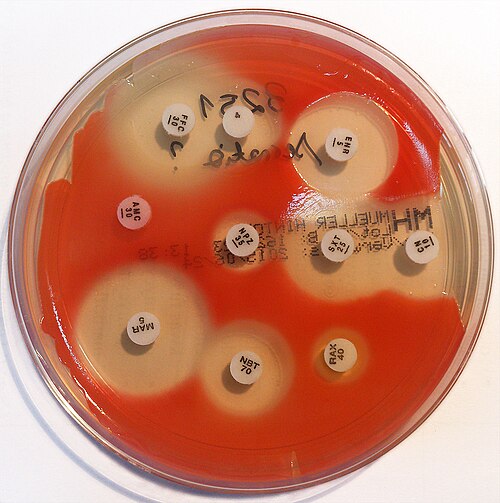 مخطط حساسية المضادات الحيوية لبكتيريا Serratia marcescens. كل قرص مُعَلَّم بالمضاد الحيوي الذي يحتويه (مثل AMC30، 30 ميكروغرام أموكسيسيلين/حمض الكلافولانيك).