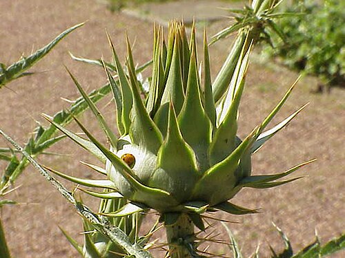 برعم النورة لنبات الخرشوف البري (Cynara cardunculus)