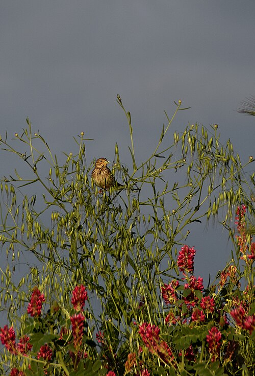Corn bunting, Sicily