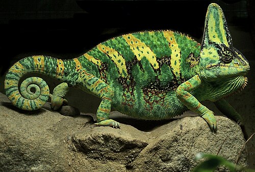 الحرباء المقنعة، Chamaeleo calyptratus، تغير لونها بشكل رئيسي تبعاً لحالتها المزاجية وللتواصل.
