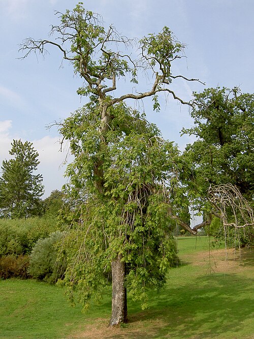 شجرة الدردار الباكية (Fraxinus excelsior 'Pendula')، نايتسهايز كورت، إنجلترا
