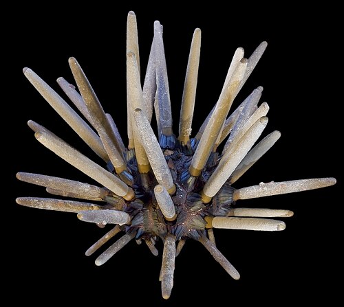 Phyllacanthus Imperialis، قنفذ البحر السيدارويد (Cidaroidea)