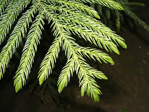الأروكاريا: أوراق تشبه الإبرة من صنوبر كوك (Araucaria columnaris)