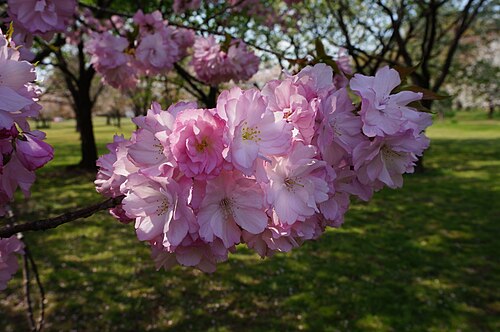 Prunus × sieboldii 'Beni-yutaka' [ja]. أحد الأصناف المختارة لجائزة الاستحقاق البستاني البريطانية.