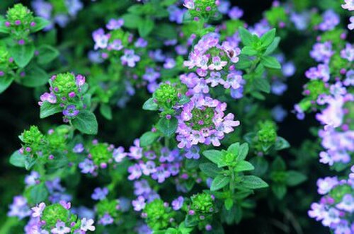 يحتوي الزيت العطري للزعتر الشائع (Thymus vulgaris) على مادة الثيمول أحادية التربين، وهي مادة مطهرة ومضادة للفطريات.